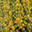 taminopfau.com favicon