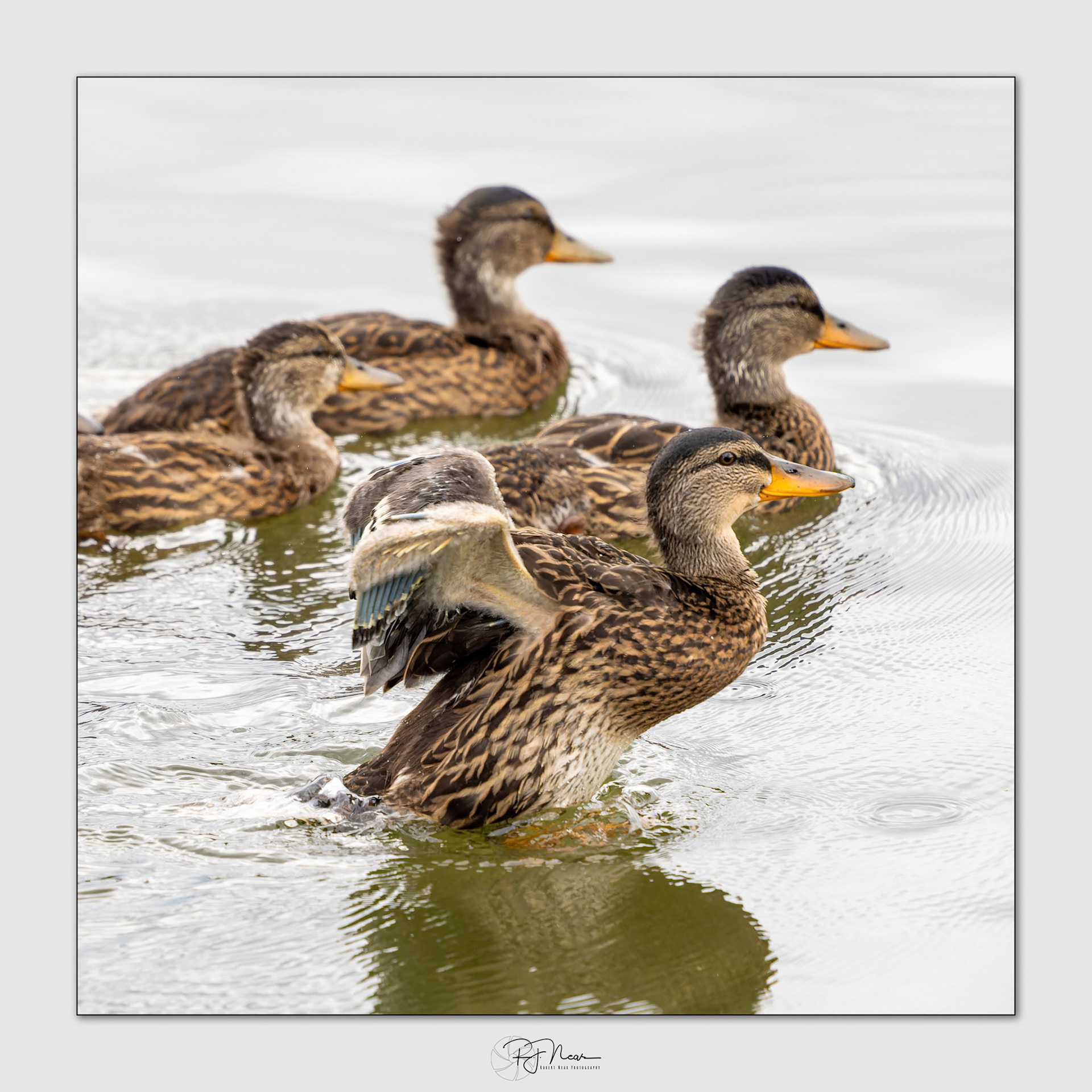 JunOM1B0218-ORF_DxO-PR