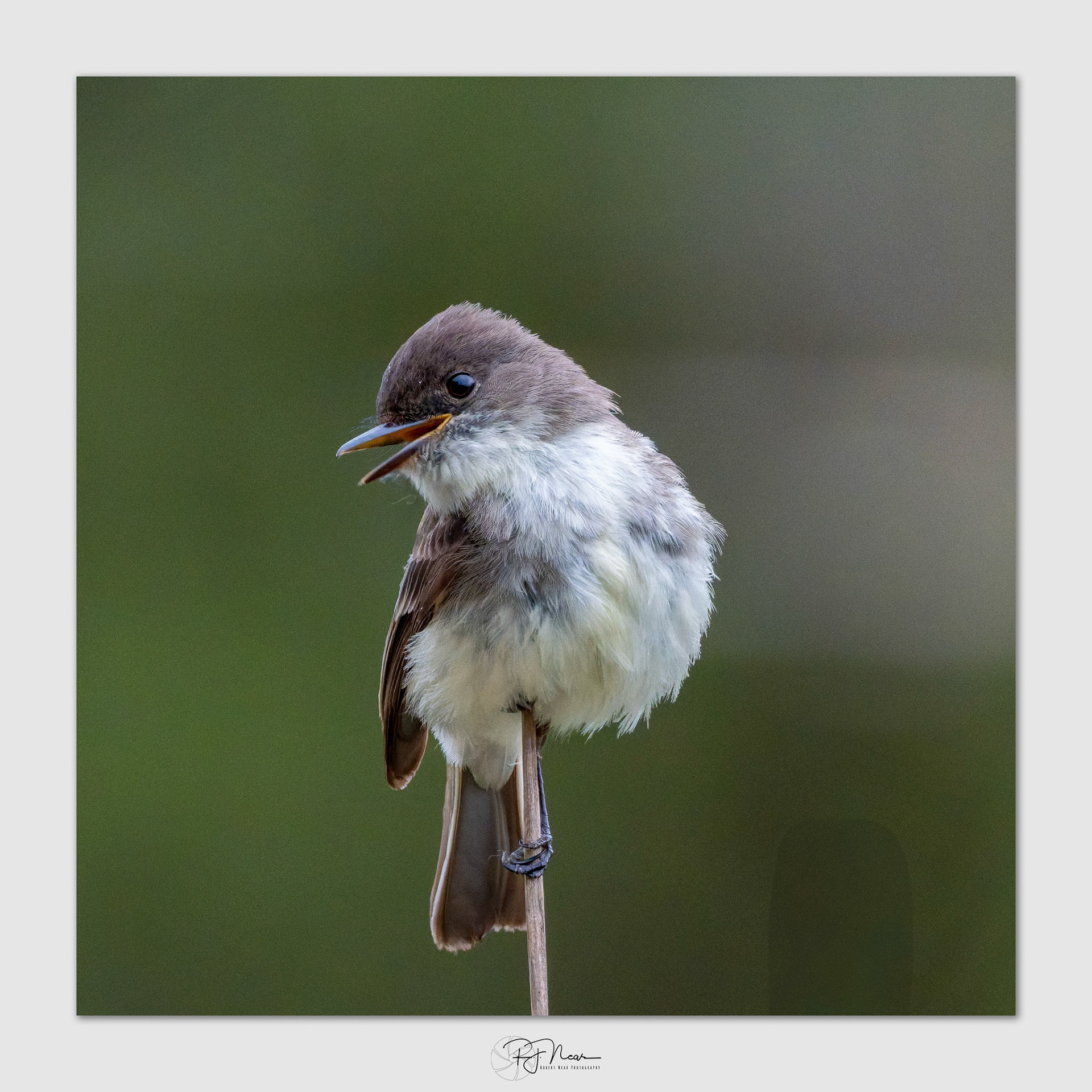 5-25-25-Local-X-T5-15424-DxO_DeepPRIME 3