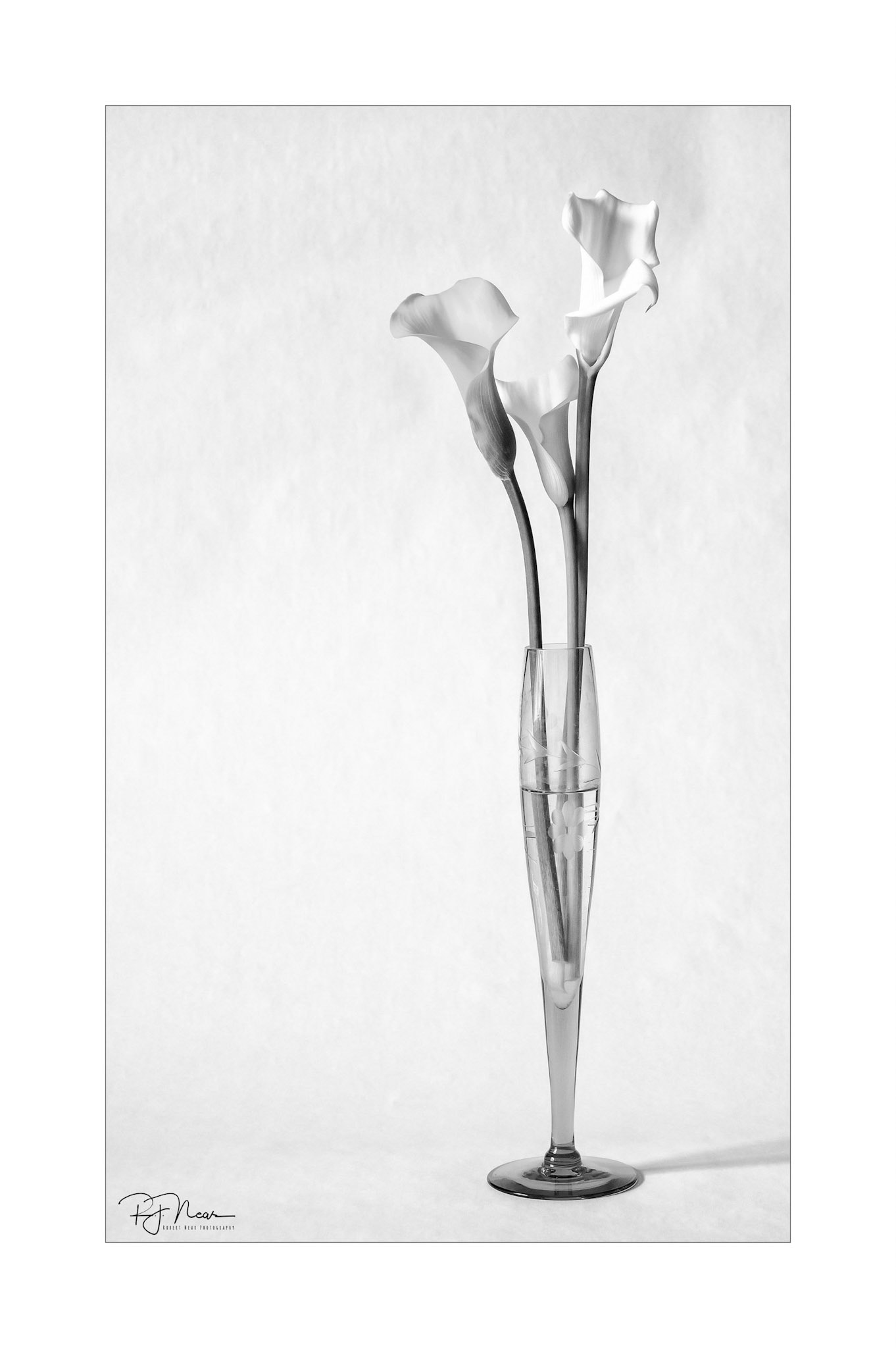 Calla Lily B&W Study