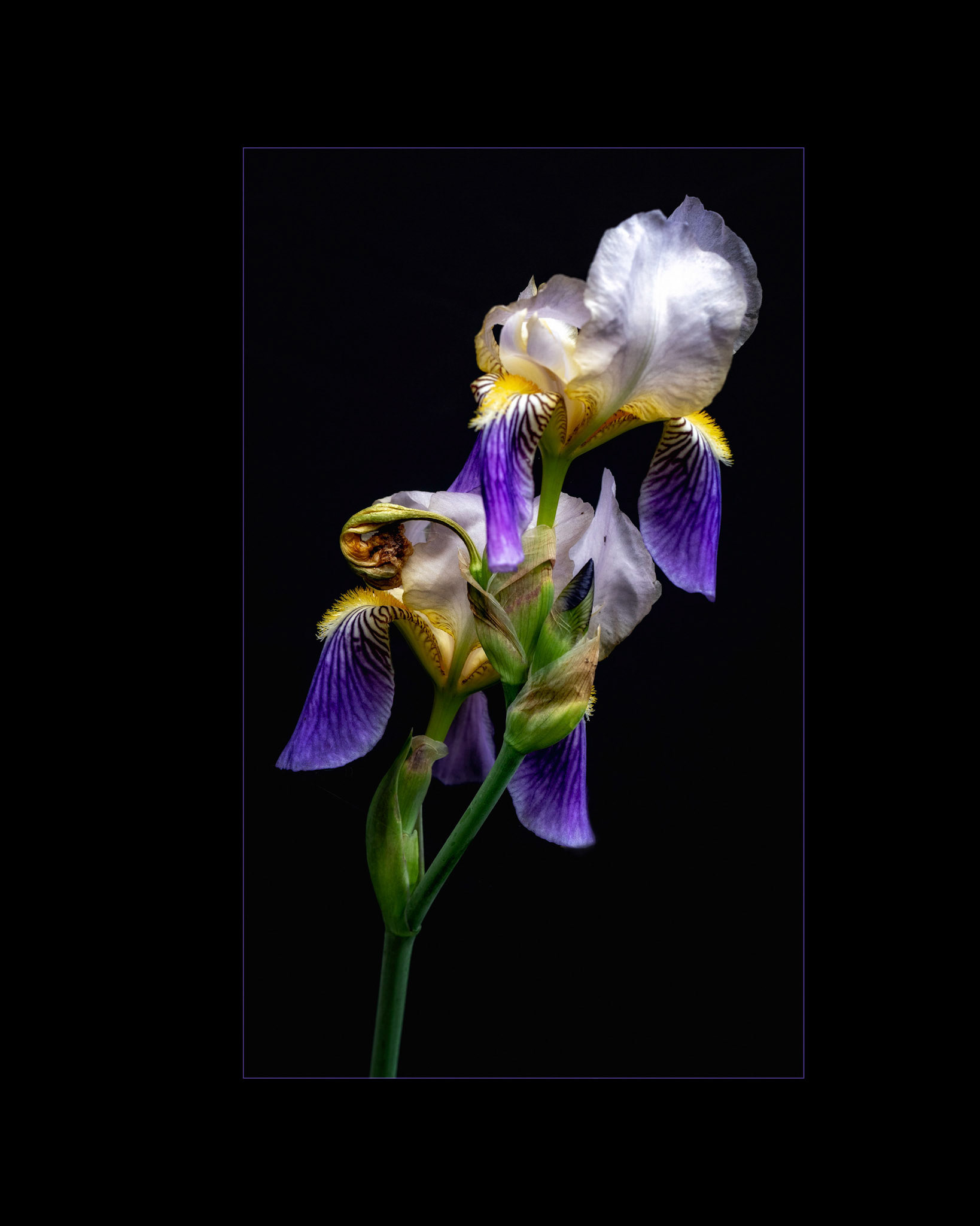 Iris