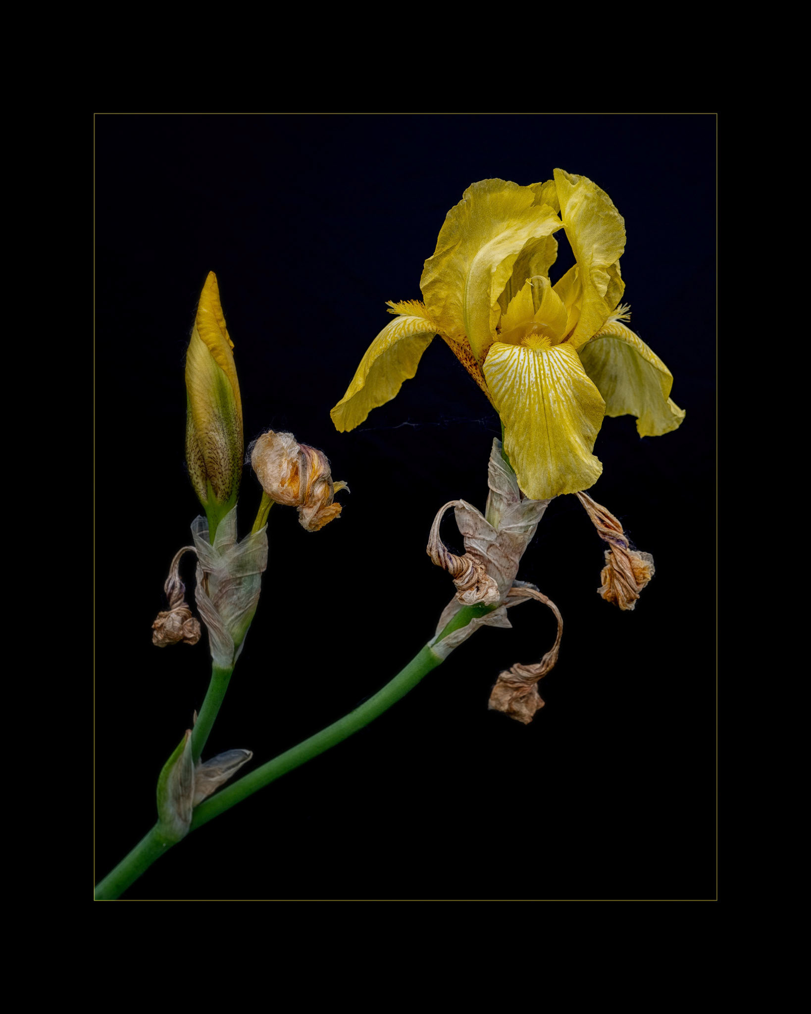 Robert Near Photographer