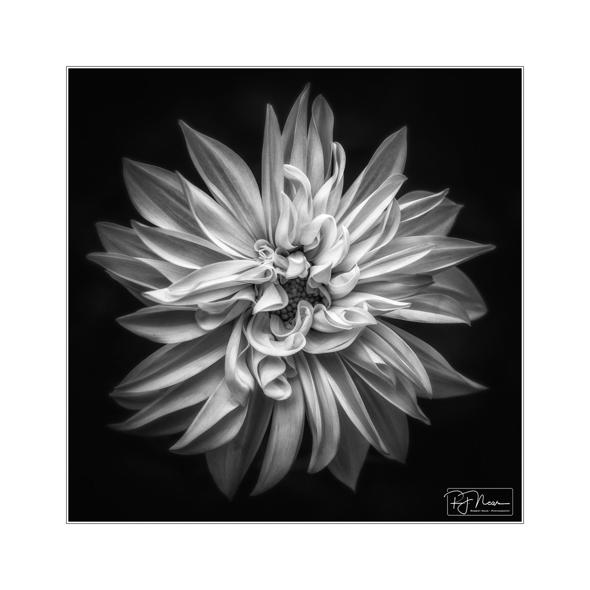 Dahlia B&W