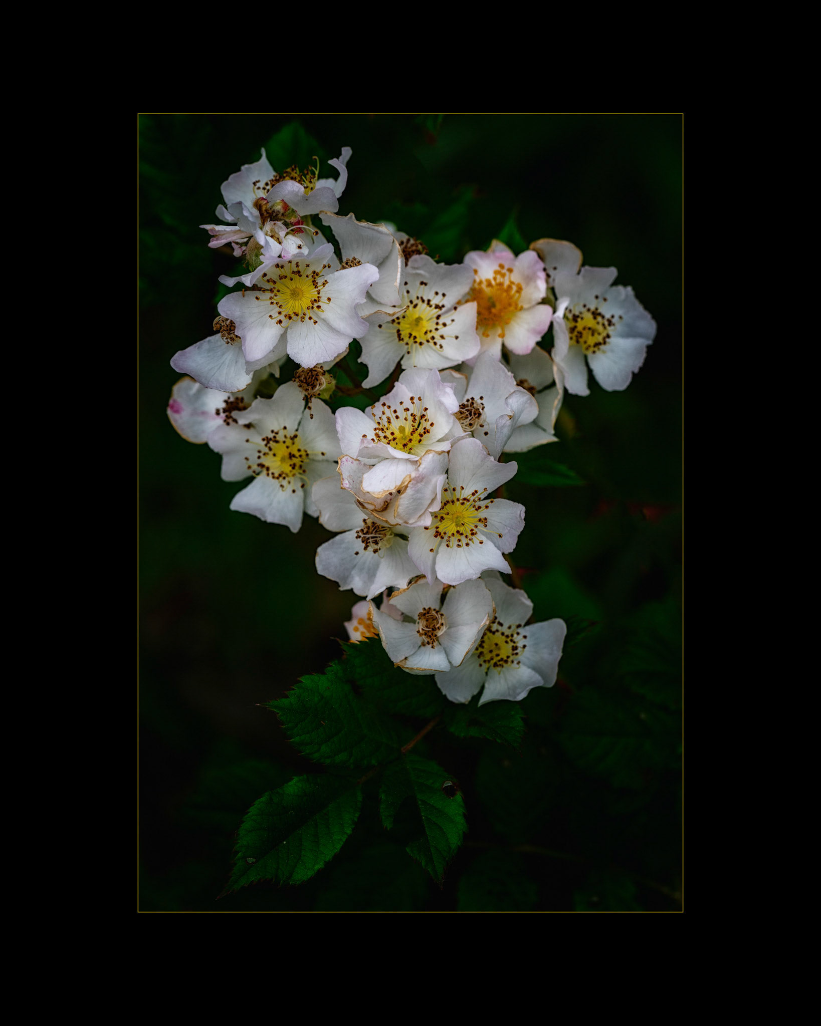 Robert Near Photographer