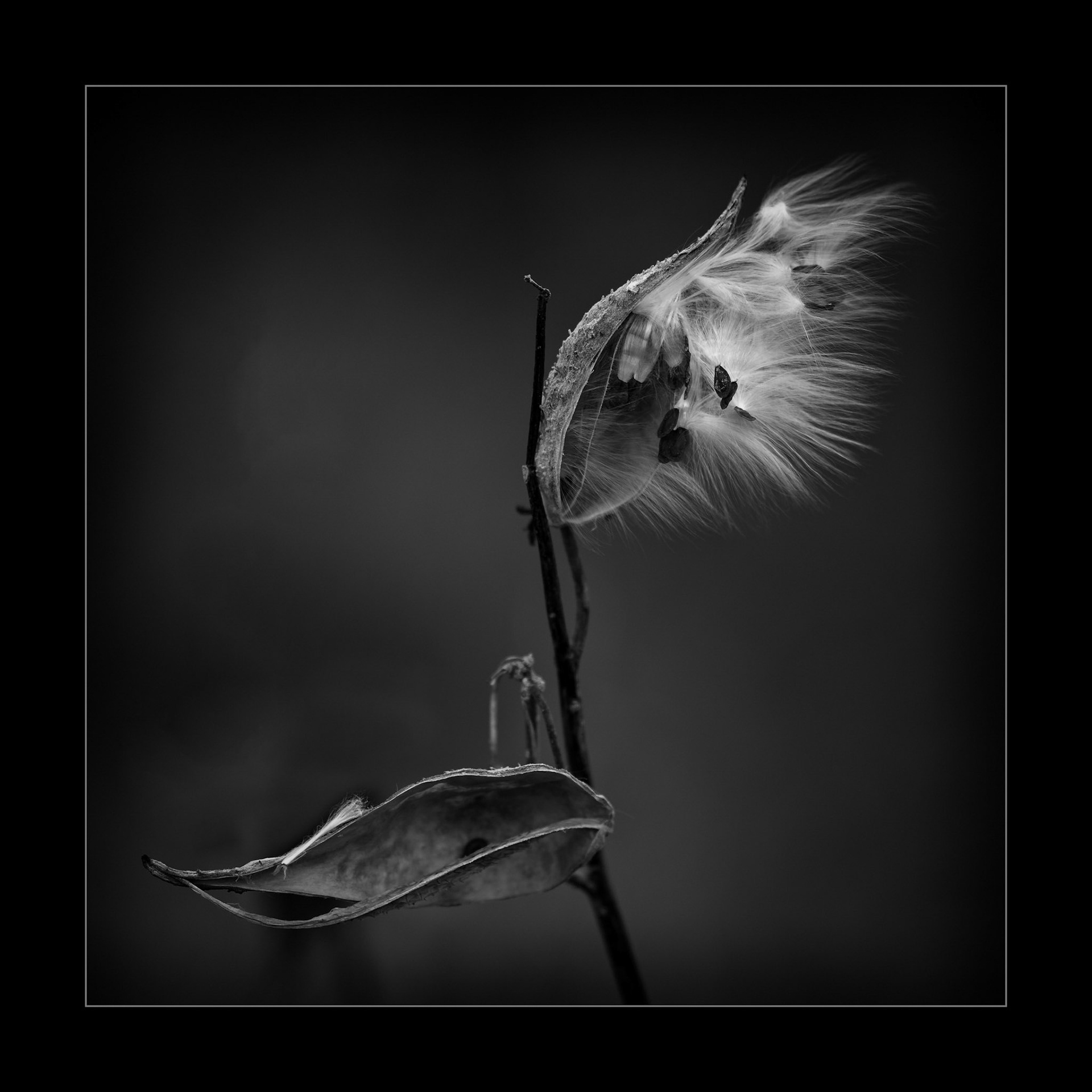 Milkweed