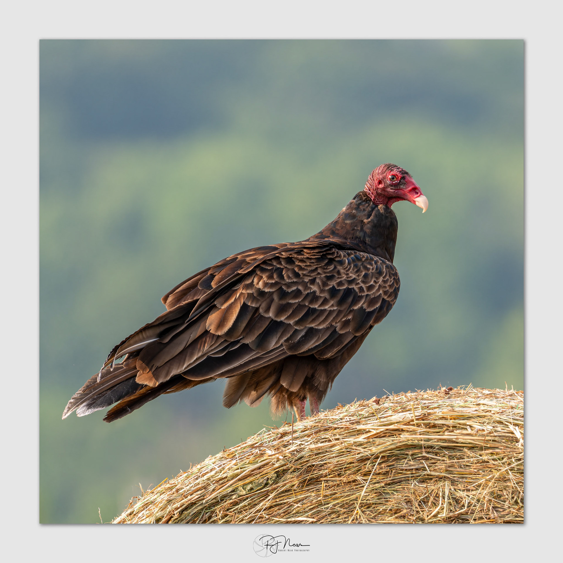 PureRAW-7-15-24-Local-X-H2-5194-raf- Edit-2