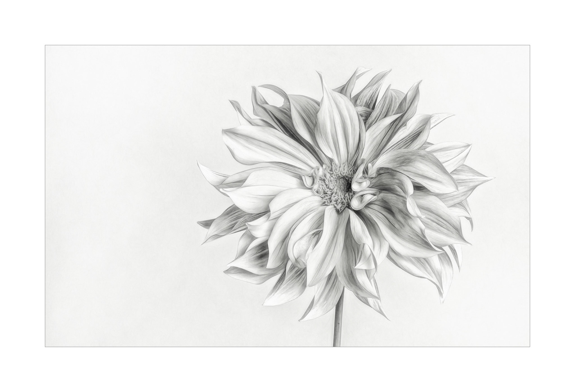 Dahlia 2019