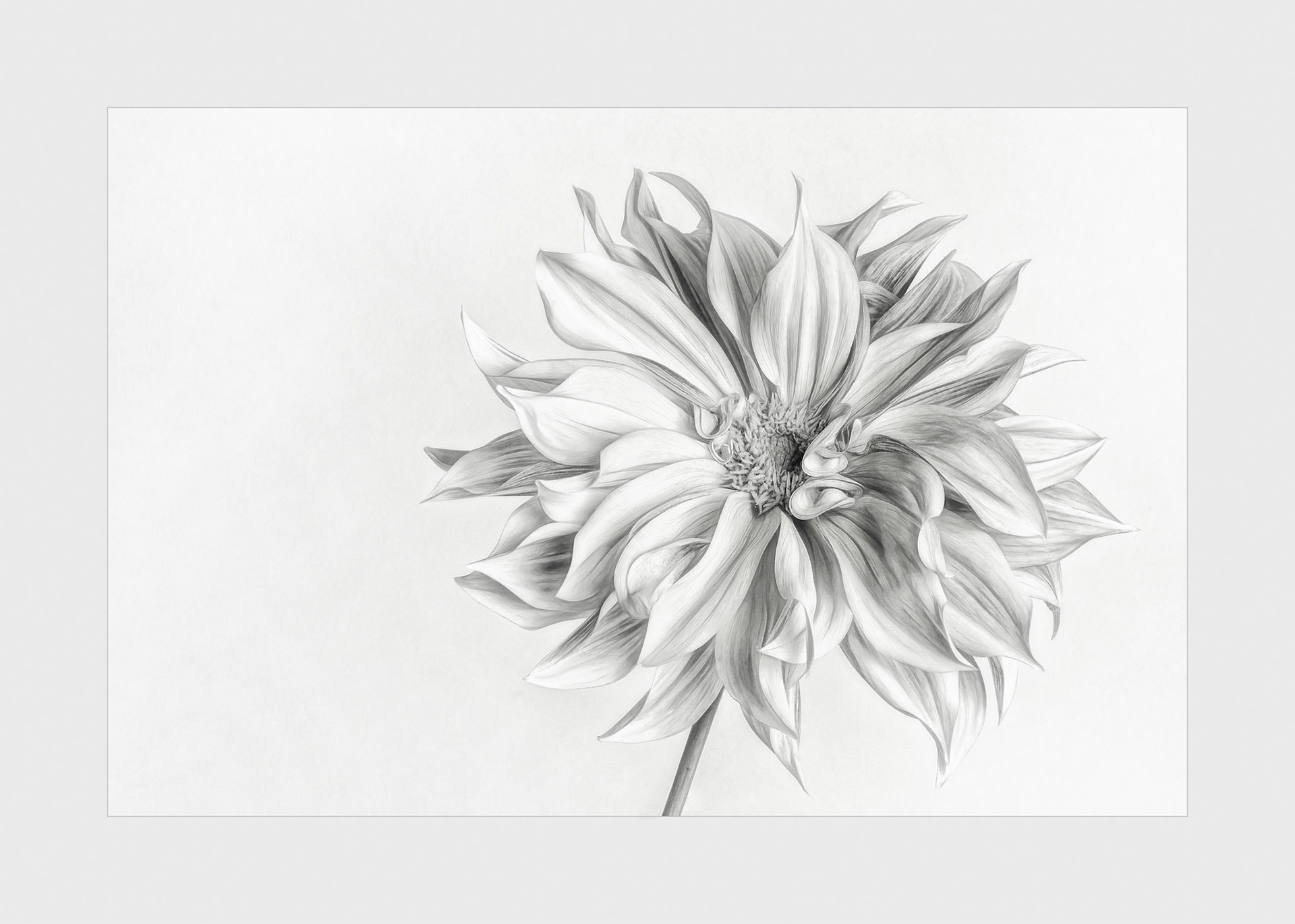 Dahlia 2019