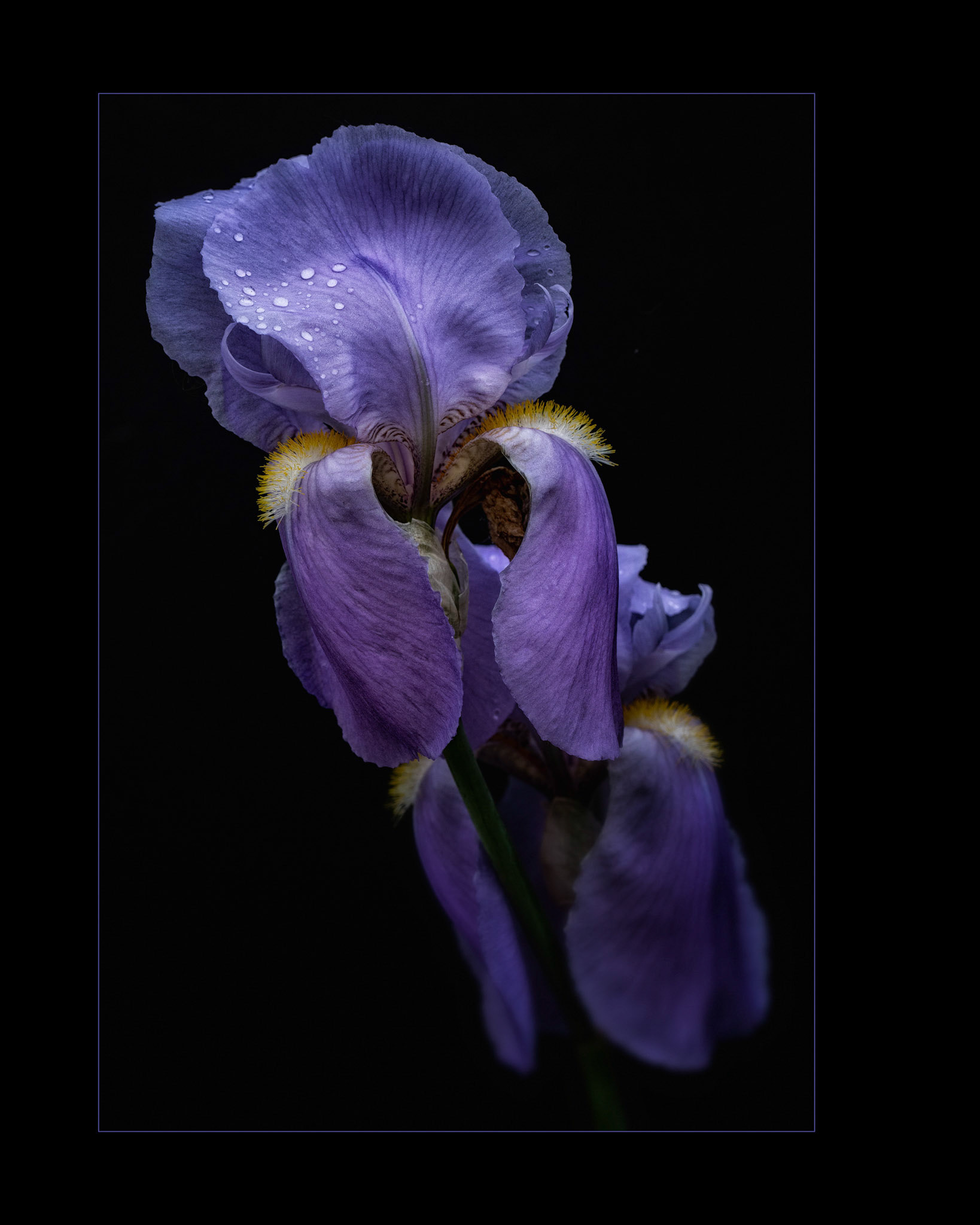 Iris