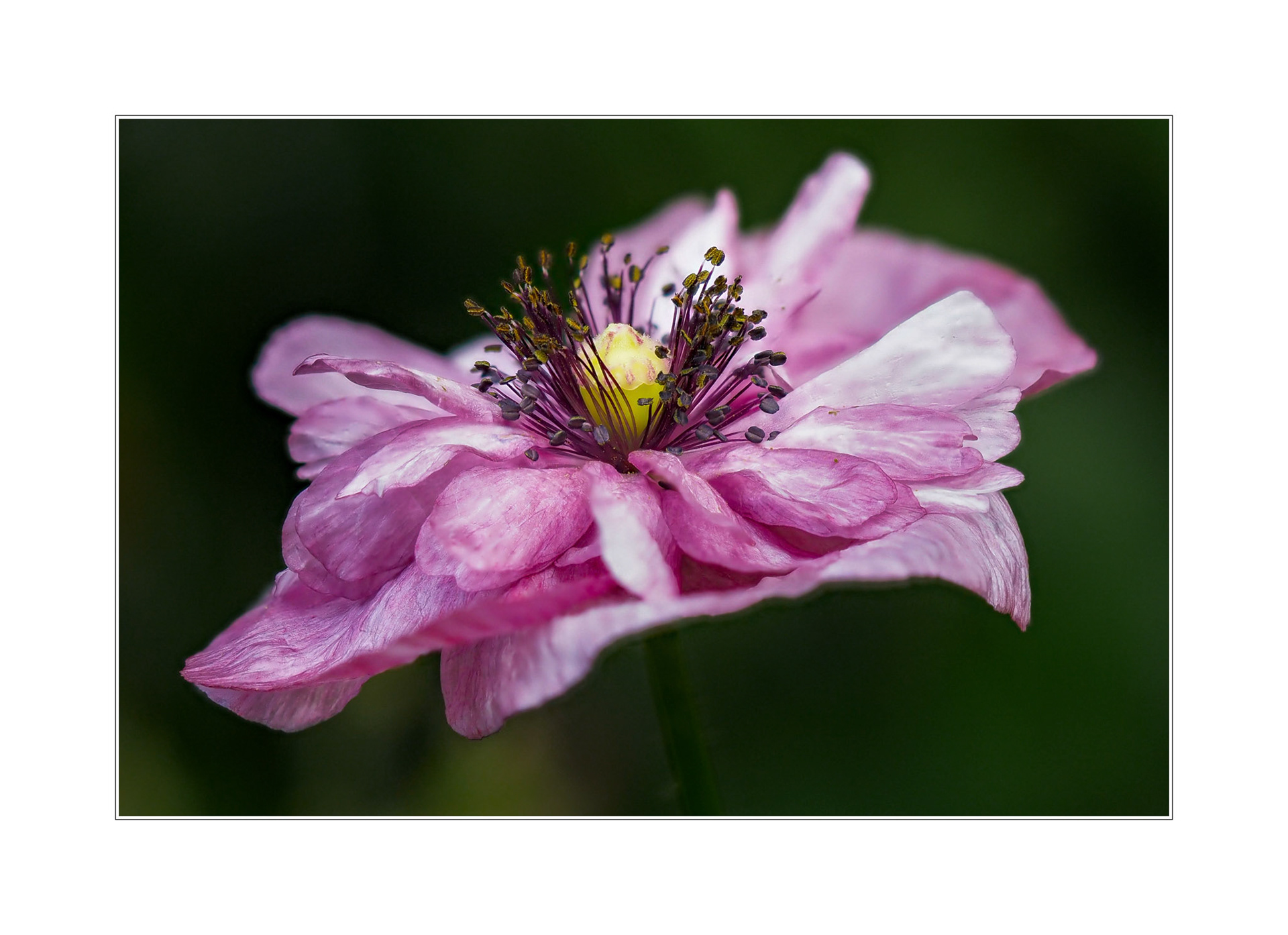 Poppy Dream No. 2