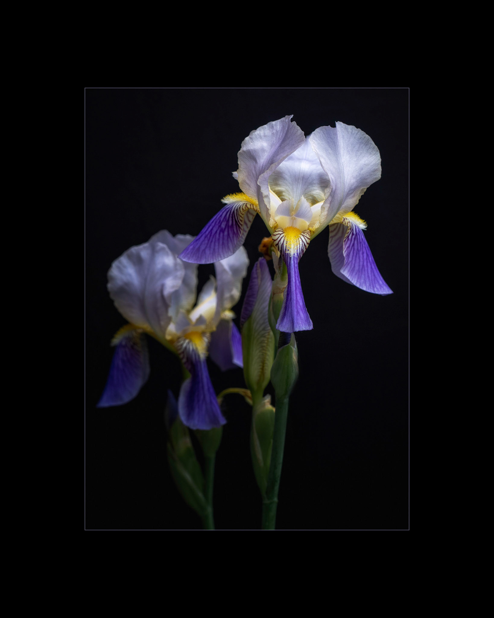 Iris