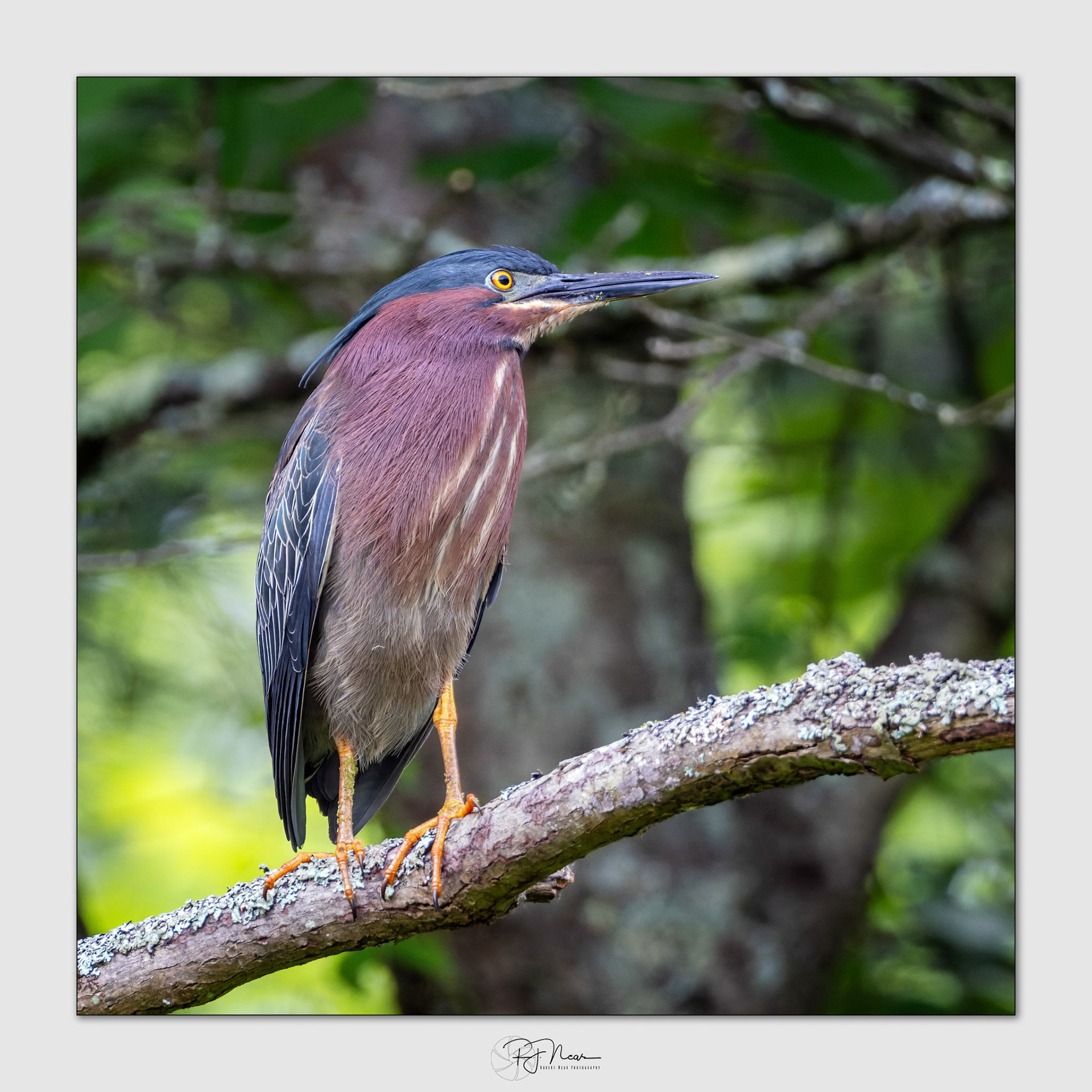 5-30-25-Local-X-T5-15538-DxO_DeepPRIME 3- Edit