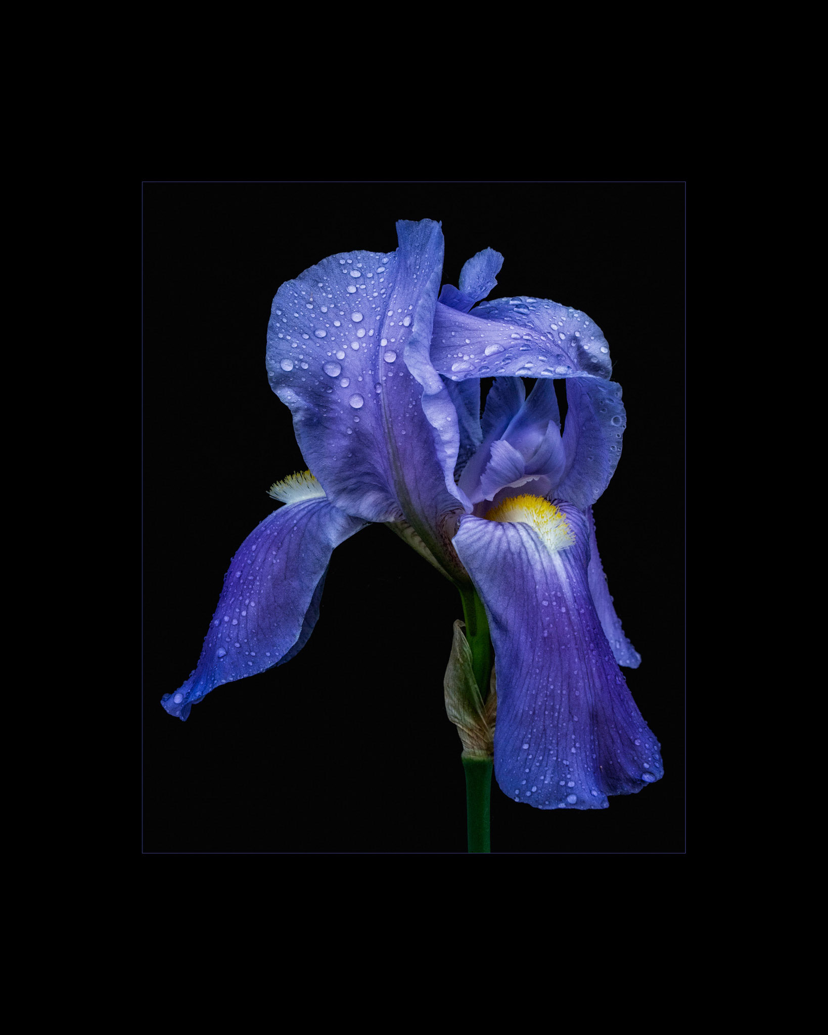 Iris