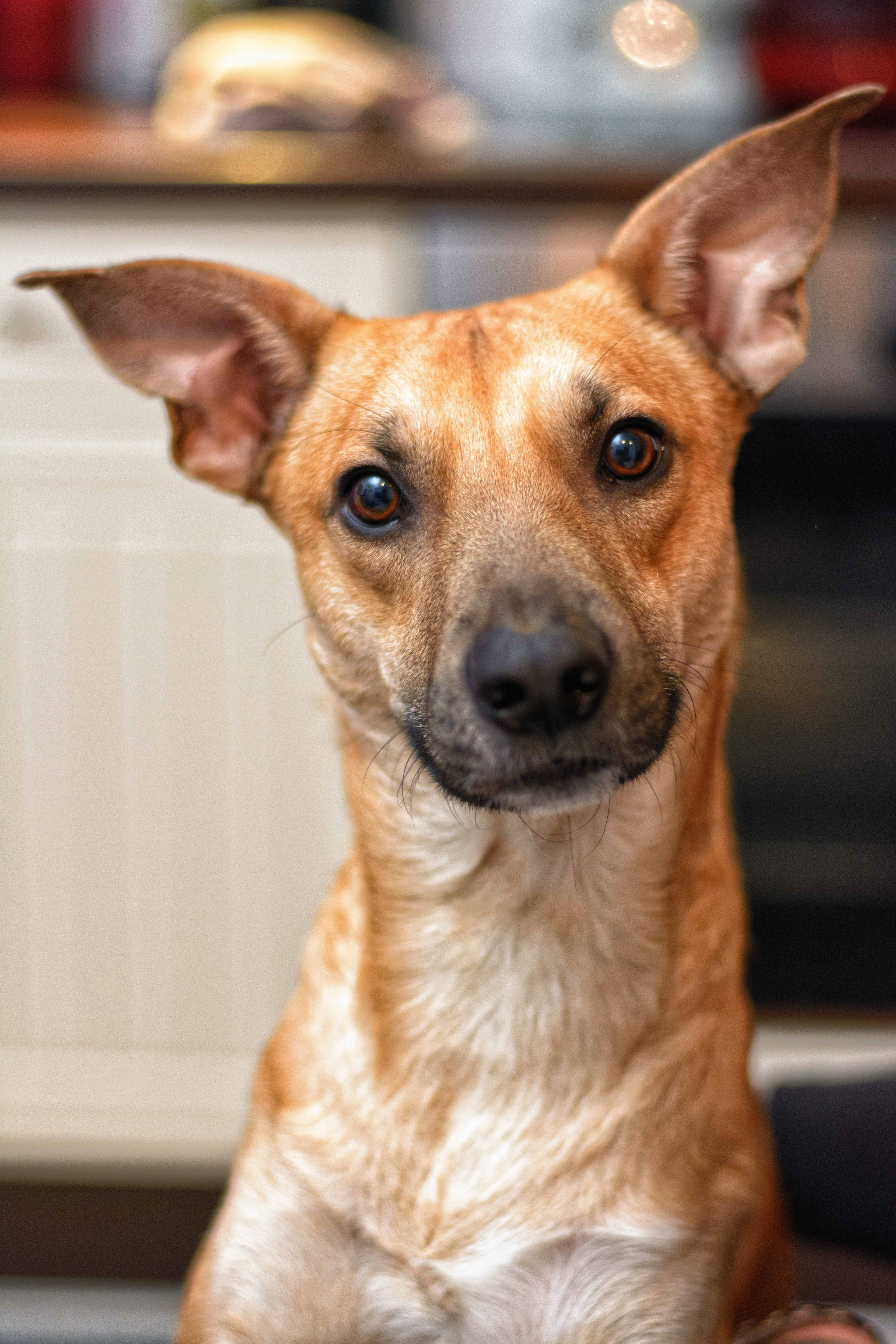 Tierfotograf Tierfotografie Hundefotografie Nottuln