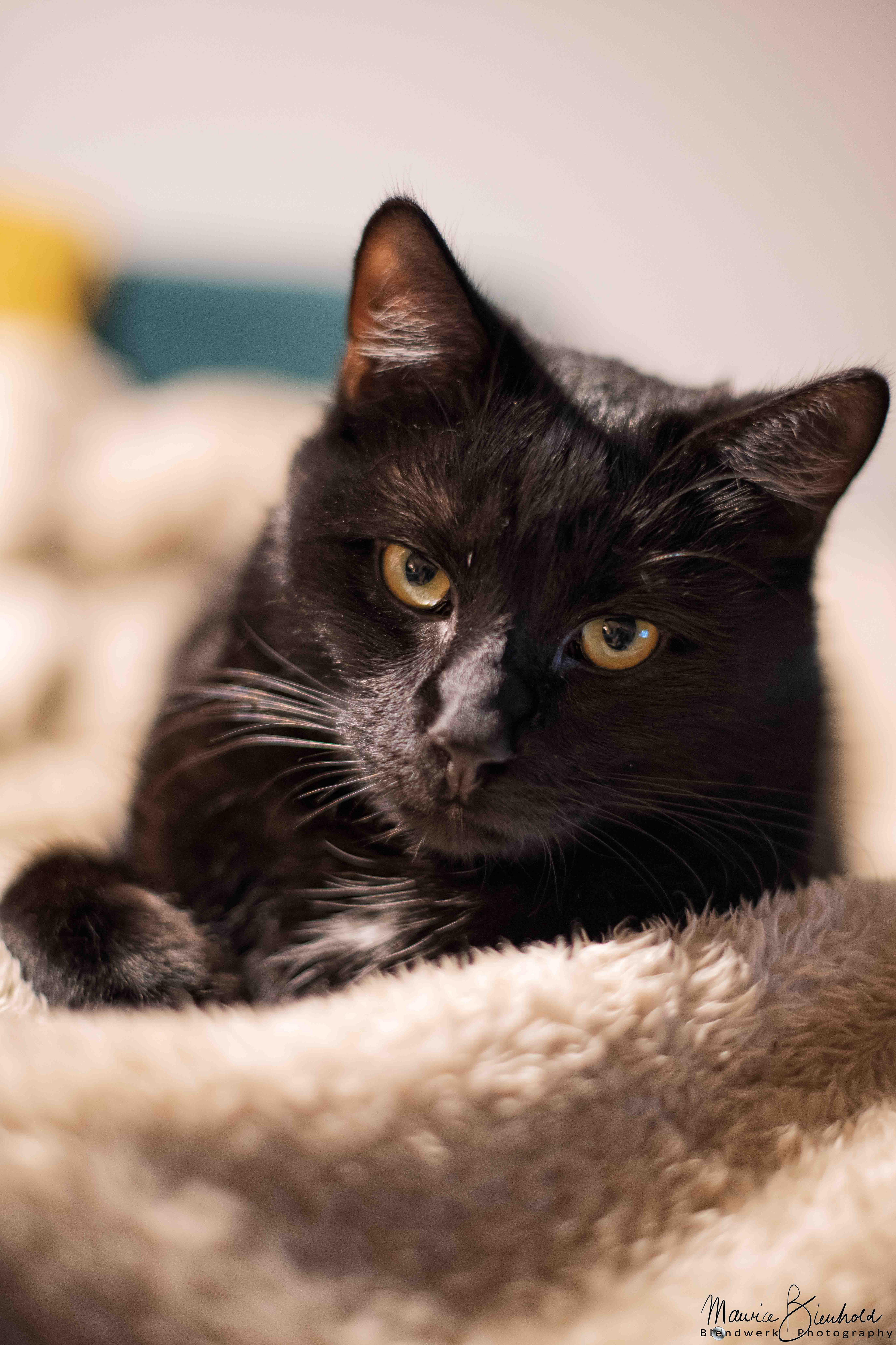 Tierfotograf Tierfotografie Katzenfotografie Nottuln