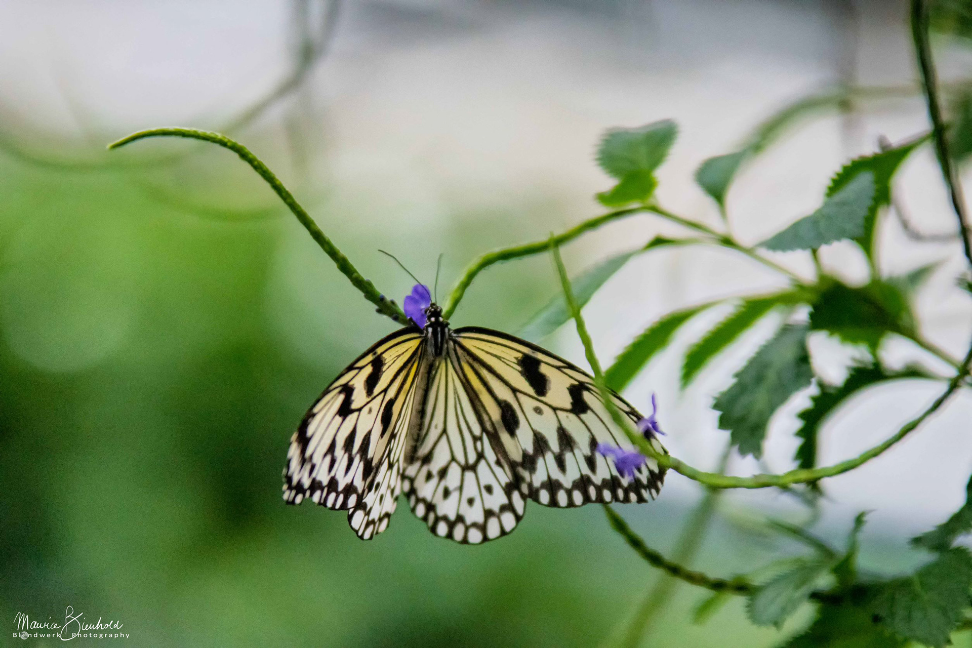 Tierfotograf Tierfotografie Nottuln