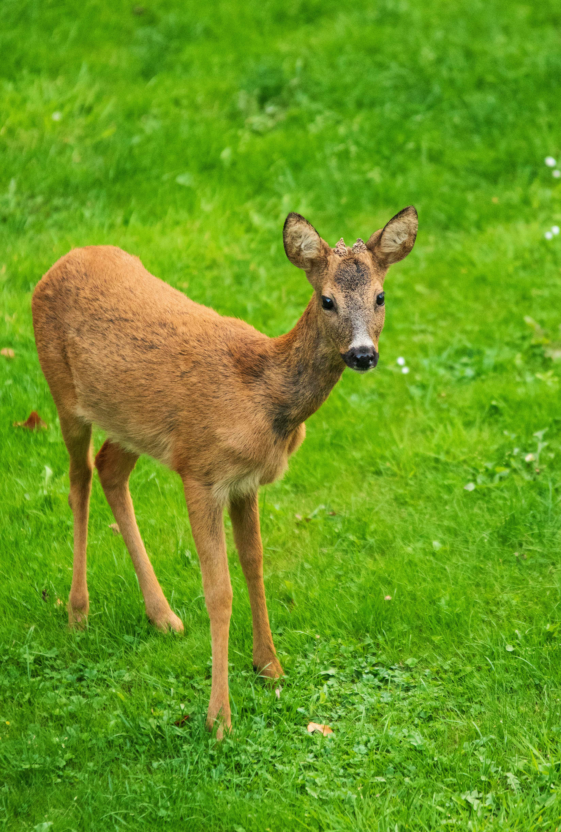 wildlife animal Tierfotograf Tierfotografie Nottuln