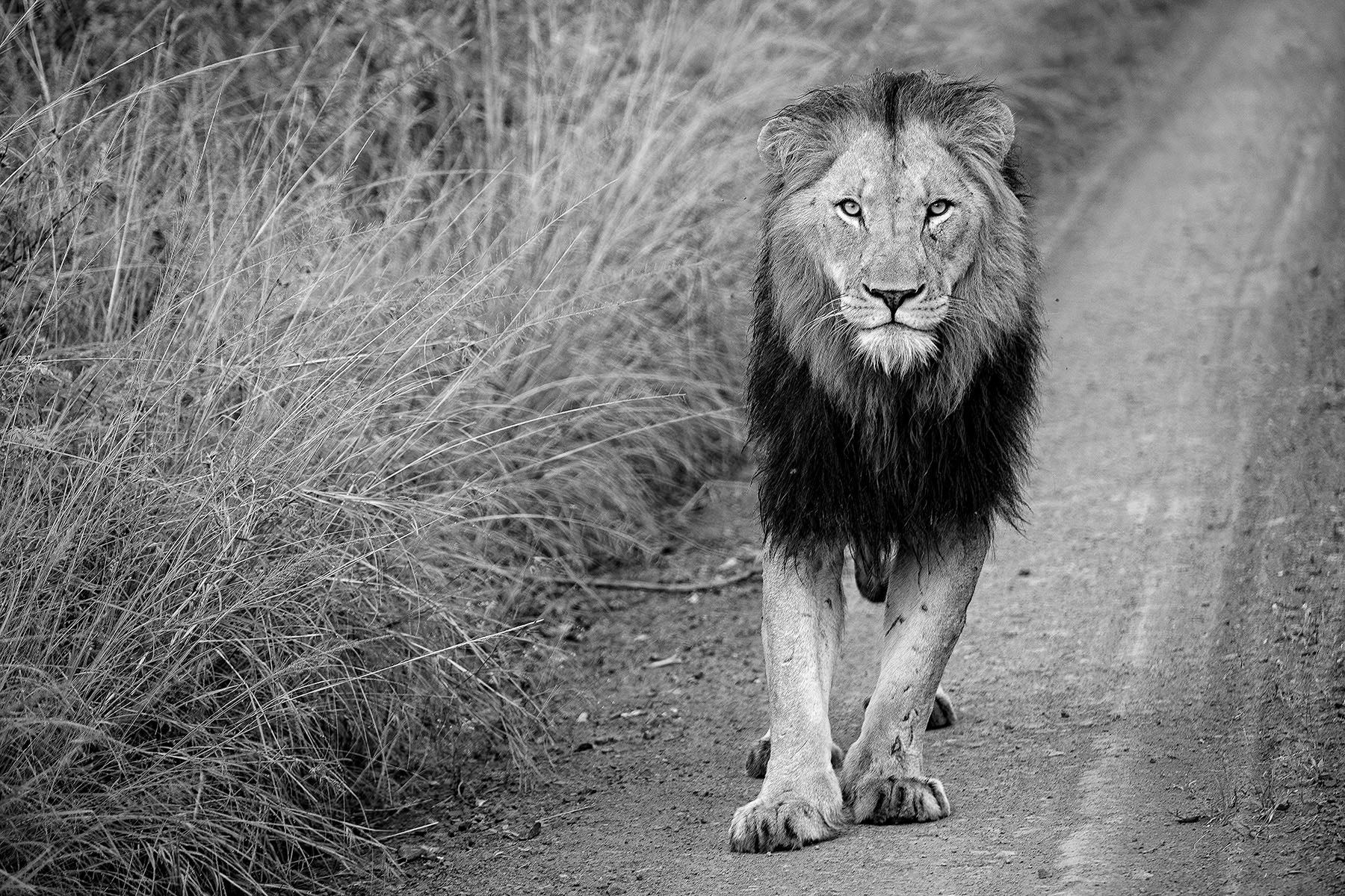 HLUHLUWE IMFOLOZI NATIONAL PARK |  SOUTH AFRICA