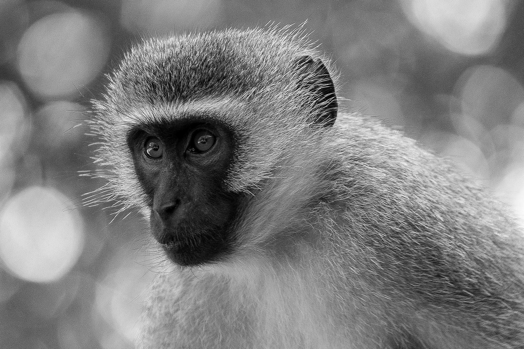KARONGWE | SOUTH AFRICA | KRUGER LOWVELD