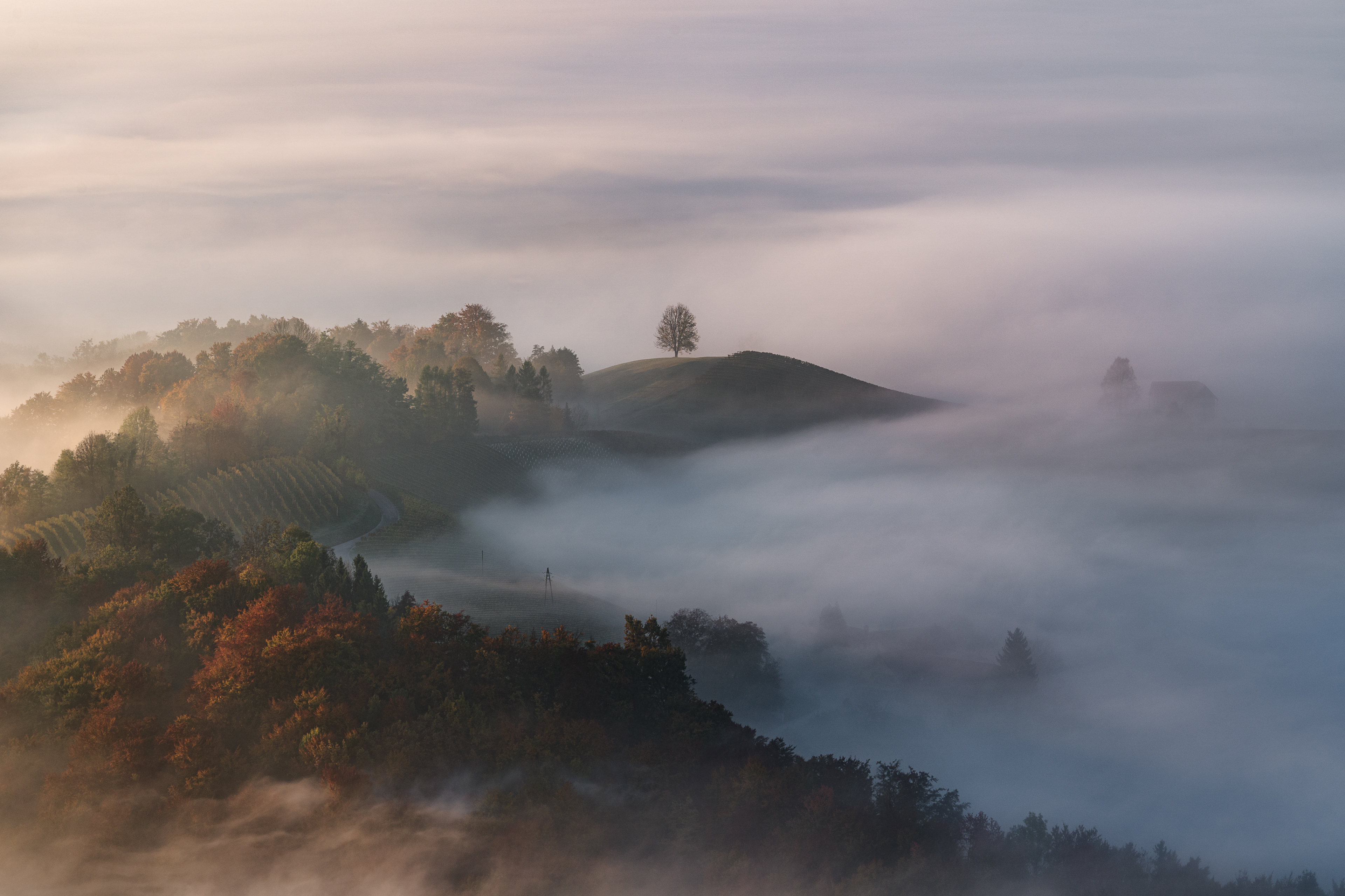 Autumn Morning⎮Slovenian Vineyards