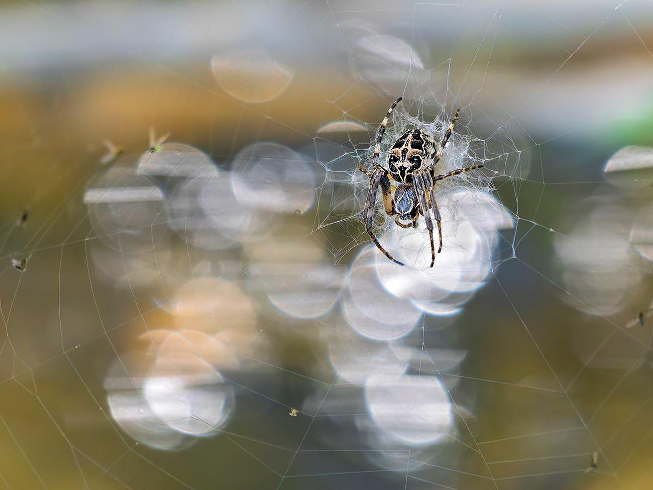 Aranya - (Larinioides sclopetarius)