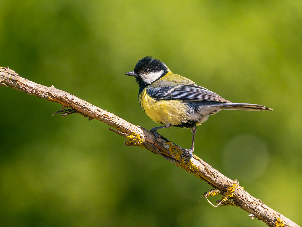 Mallerenga carbonera
