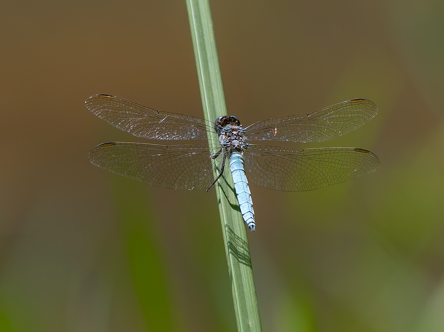 Libel lula - Parot blau