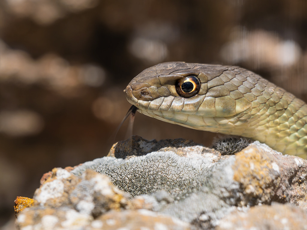 Serp verda - Colobra bastarda