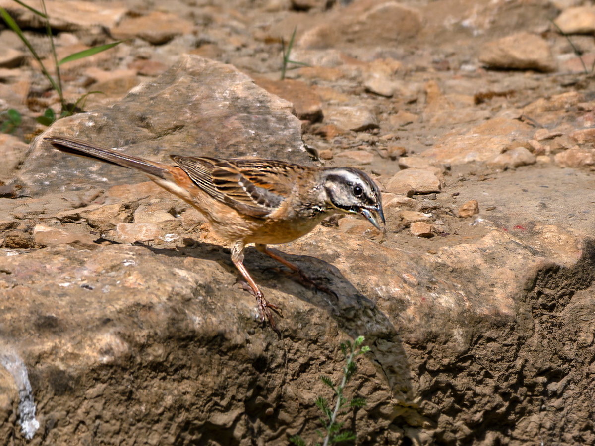 Sit negre (Escribano montesino)