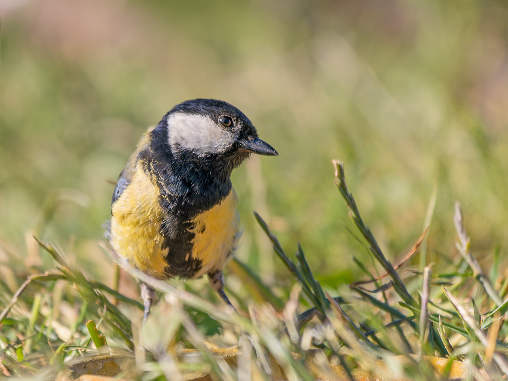 Mallerenga carbonera
