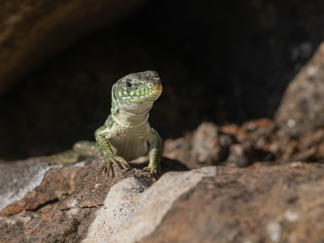 Llangardaix ocel·lat - Lagarto ocelado