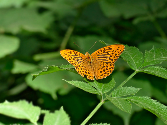 Papellona Argentada comuna