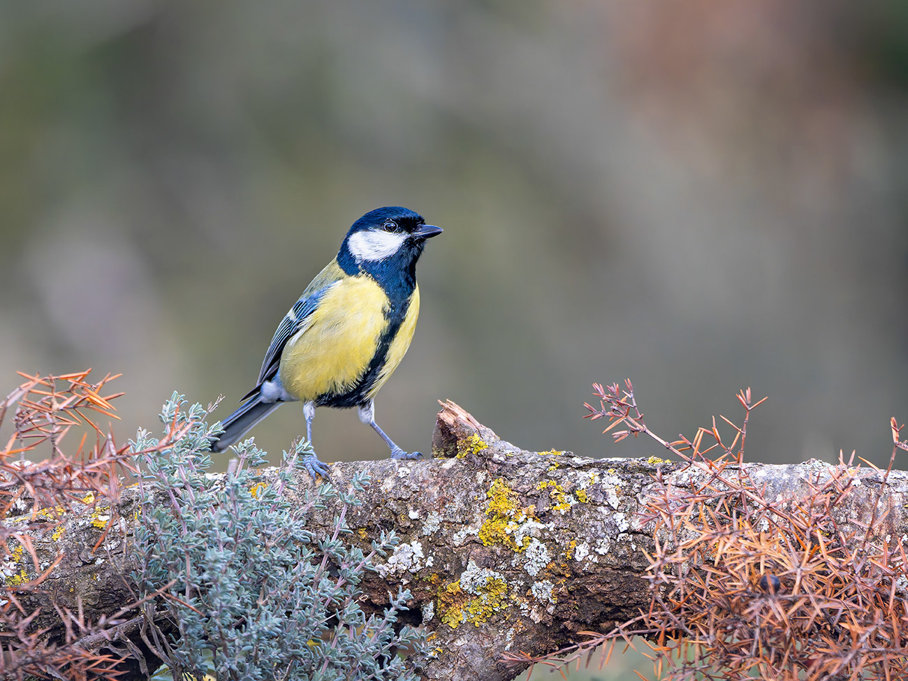 Mallerenga carbonera