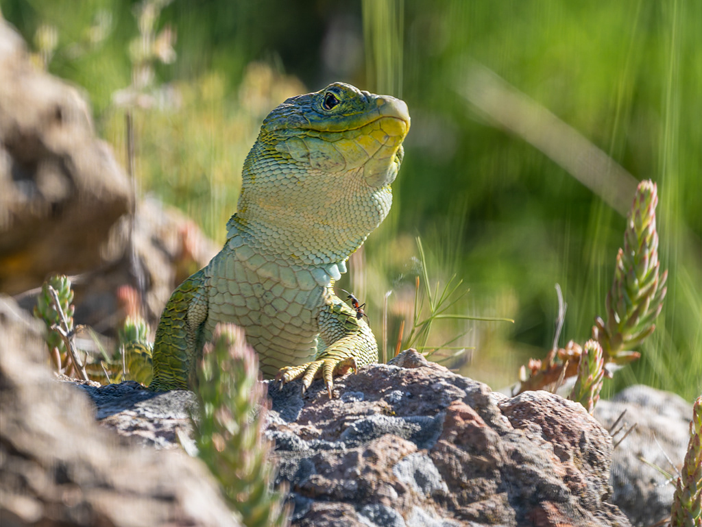 Llangardaix ocel·lat- Lagarto ocelado