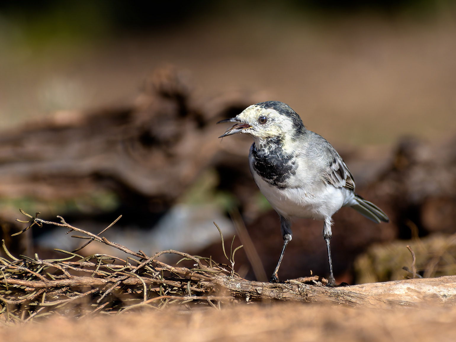 Cuereta blanca - Lavandera blanca - Motacilla alba