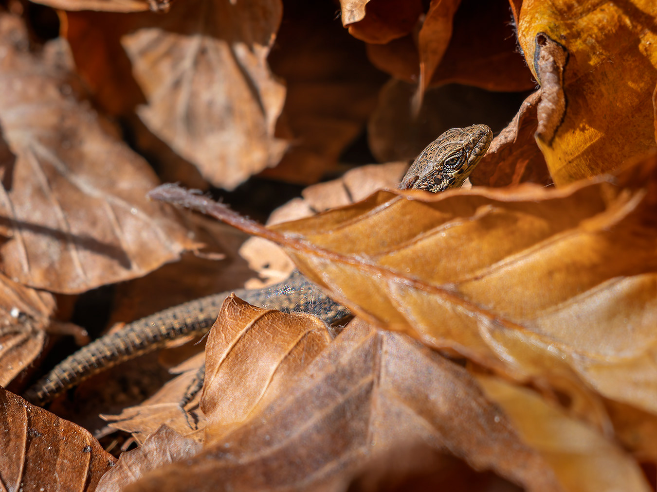 Sargantana - Lagartija