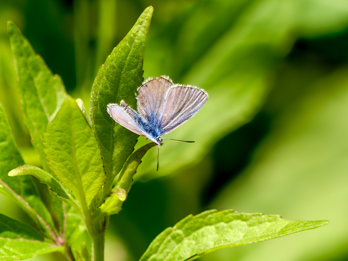 Papellona Blaveta comuna