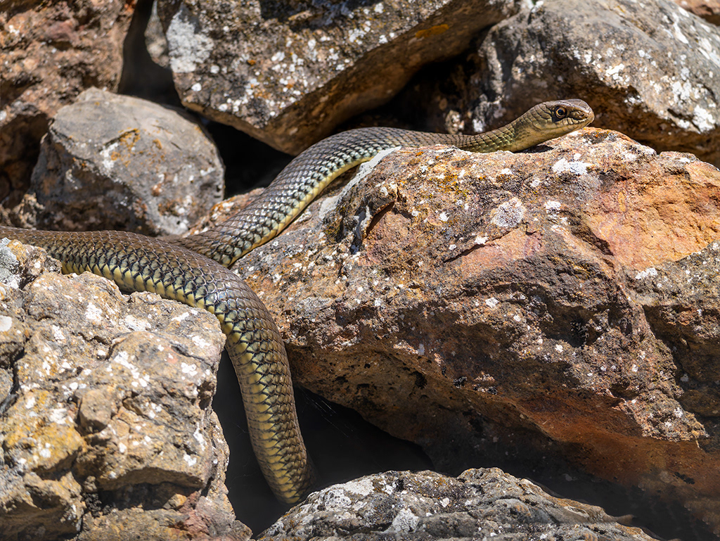 Serp verda - Colobra bastarda
