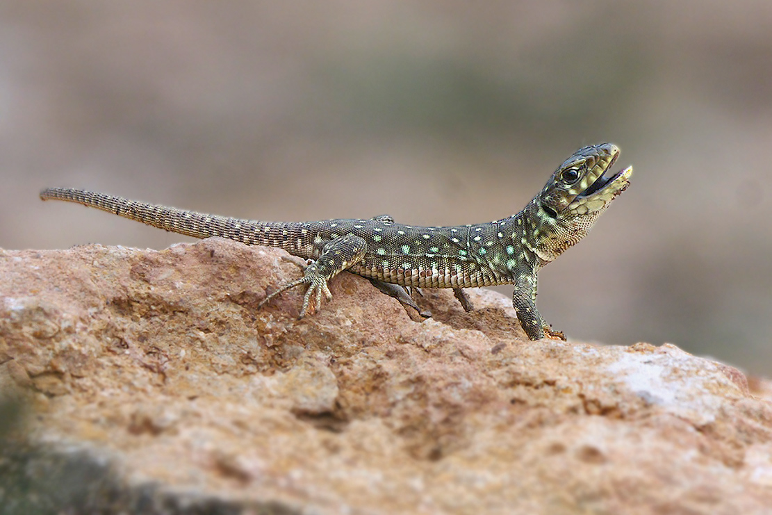 Llangardaix ocel·lat jove - Lagarto ocelado