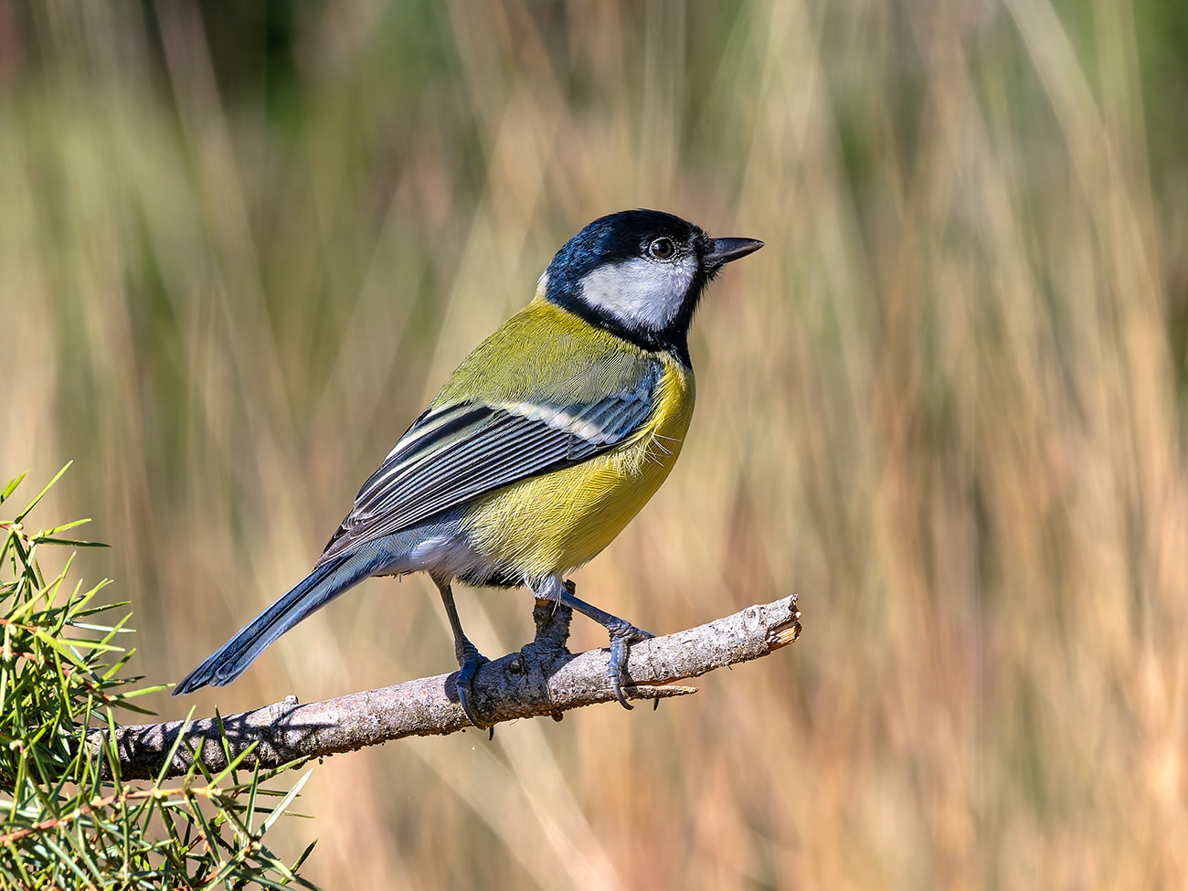 Mallerenga carbonera