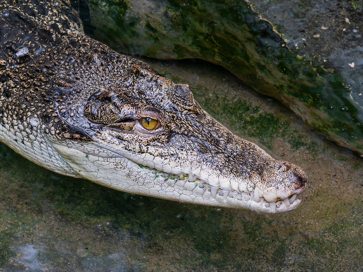 Caiman d'ulleres  (zoo BCN)