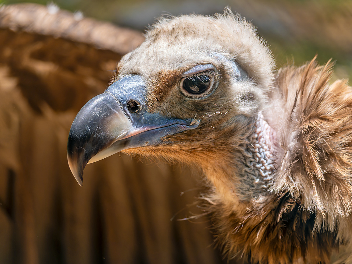 Voltor comú (zoo BCN)