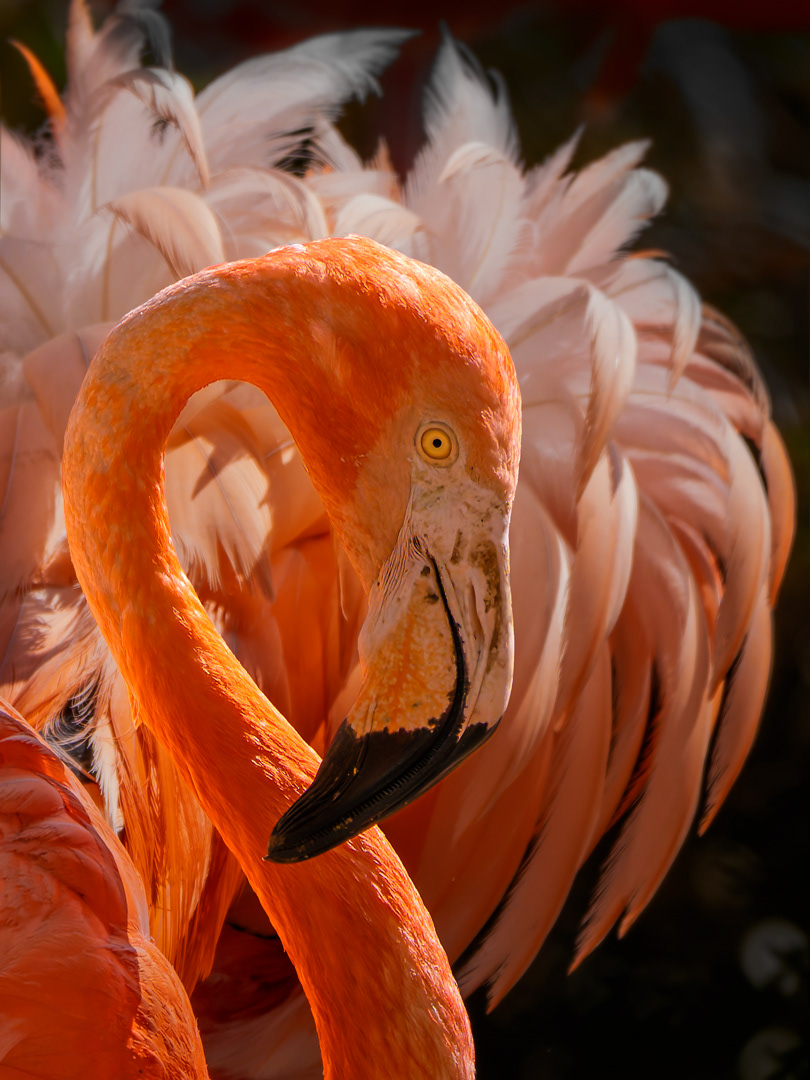 Flamenc  (zoo BCN)