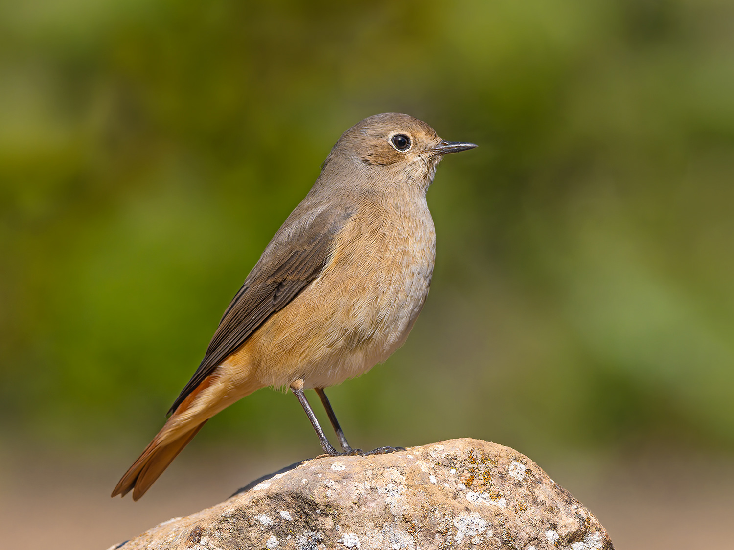Cotxa cua-roja femella