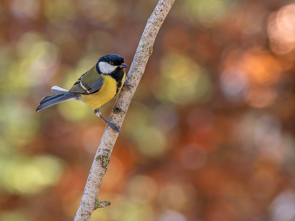 Mallerenga carbonera