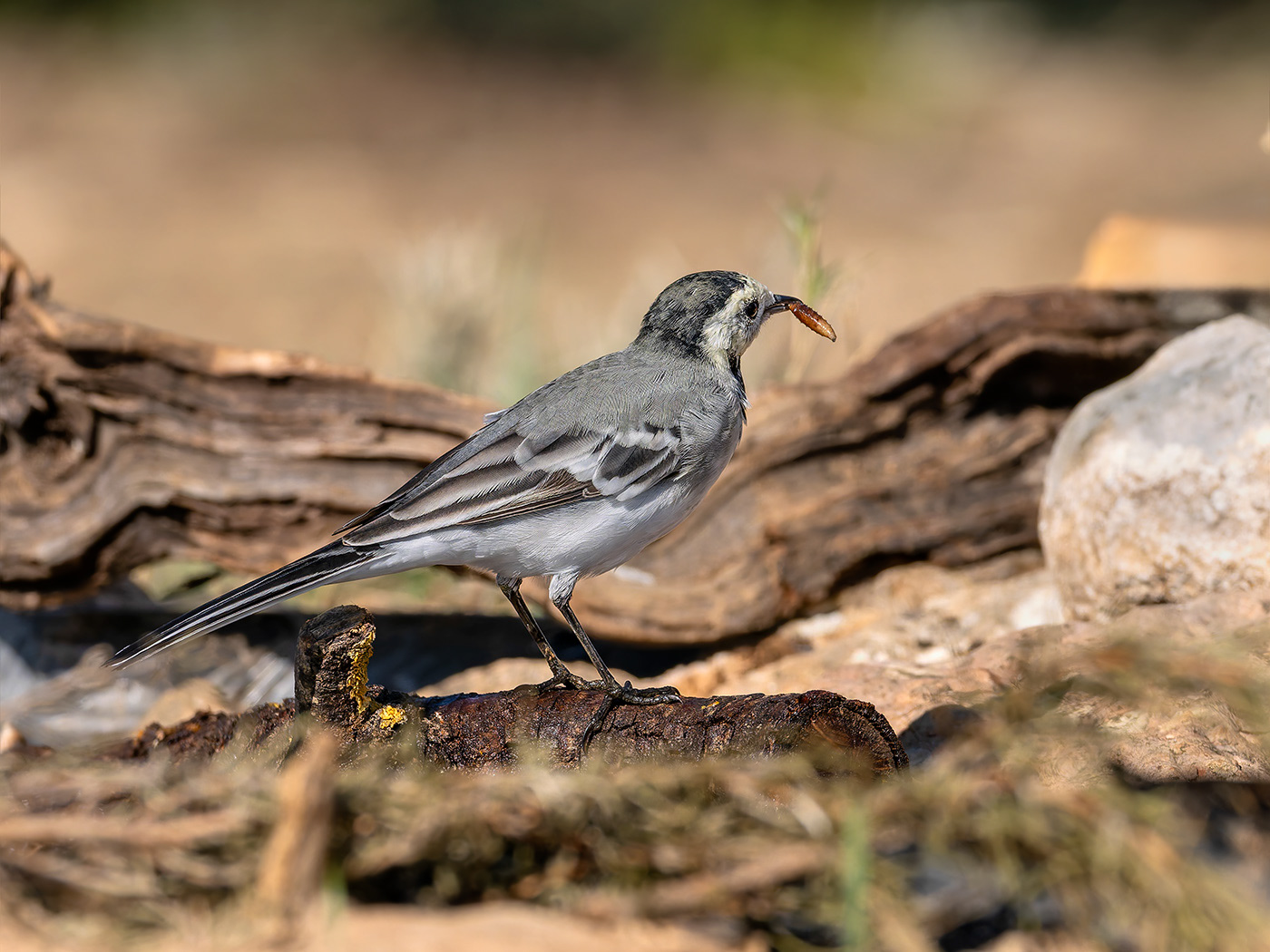 Cuereta blanca - Lavandera blanca - Motacilla alba