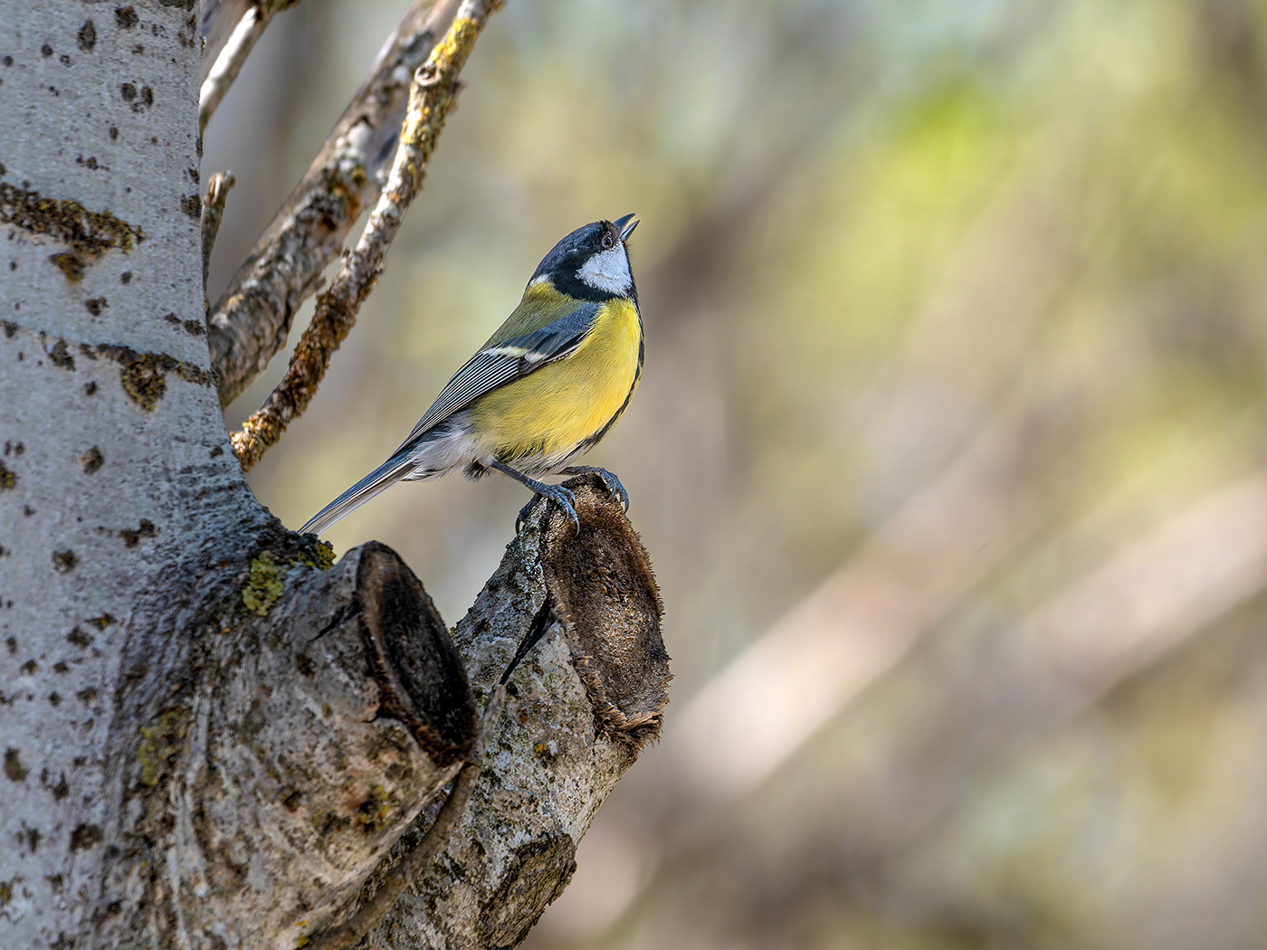 Mallerenga carbonera
