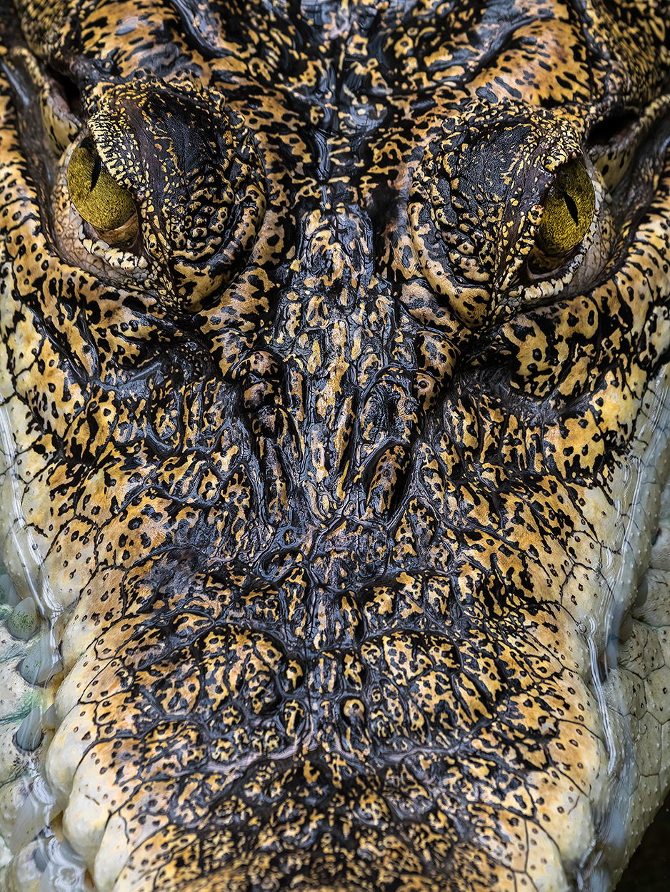 Caiman d'olleres  (zoo BCN)