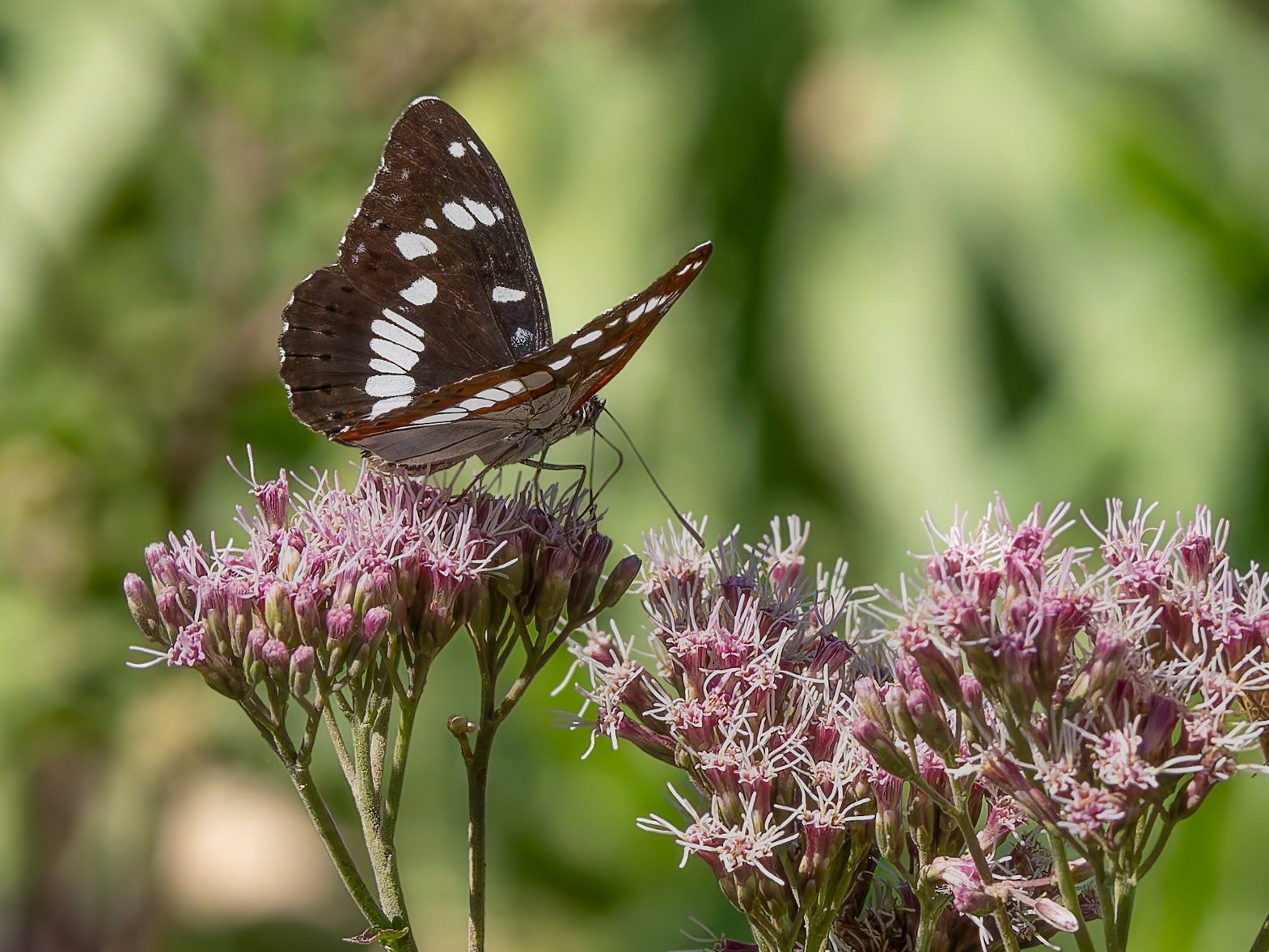 Papellona Nimfa de bosc
