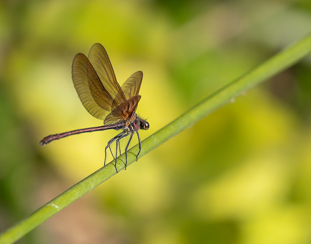 Espiadimonis